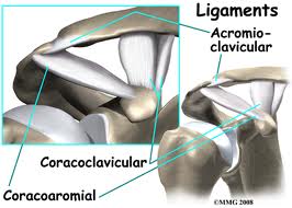 ac joint anatomy and lig