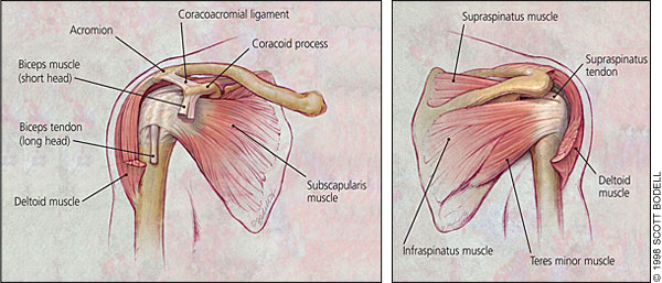 anatomy of shoulder 2